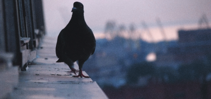 Примета: голубь ударился в окно и улетел