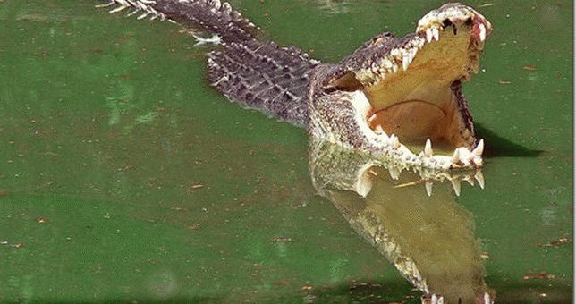 К чему снятся крокодилы в воде?