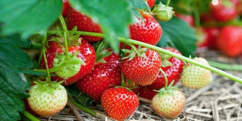 К чему снится клубника по сонникам Миллера, Фрейда, Ванги, Нострадамуса, Лоффа