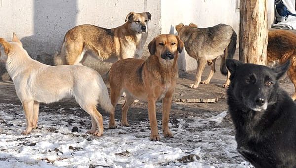 К чему снится стая собак по сонникам Миллера, Фрейда