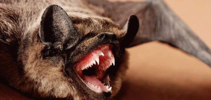 Примета: летучая мышь залетела в квартиру