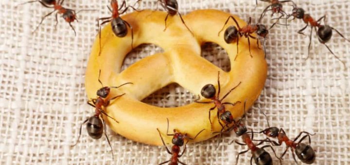 Примета муравьев в доме - активно бегают муравьи дома