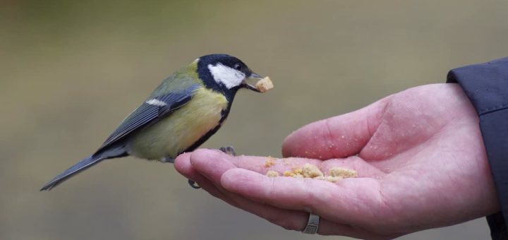 К чему снится синица по сонникам и толкованиям психологов