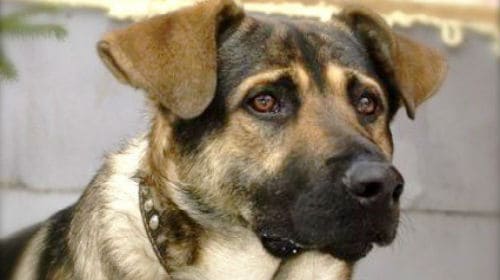 К чему снится собака по сонникам Миллера, Ванги, Нострадамуса