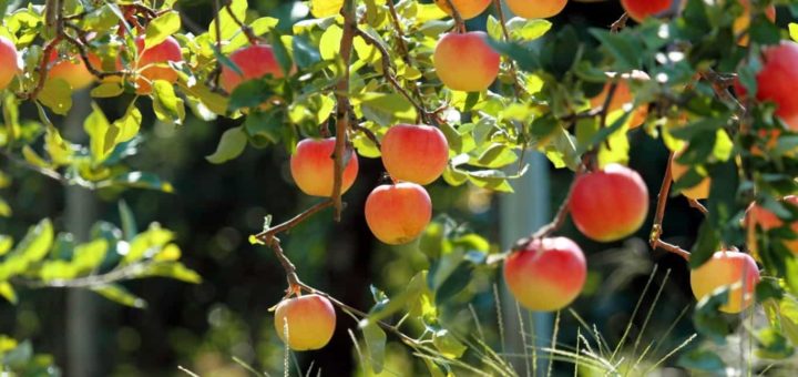 К чему снится яблоня по сонникам Фрейда, Миллера