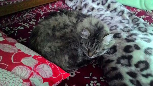 К чему снятся коты по сонникам и толкованиям авторитетов