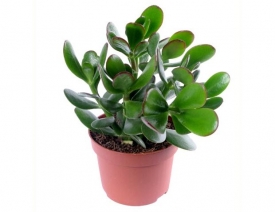 Денежное дерево (толстянка) - выращивание и уход в домашних условиях