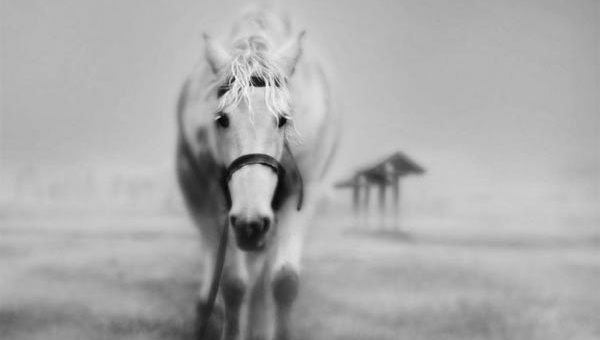 К чему снится Белый конь - расшифровка сна по соннику Ванги, Миллера, Фрейда