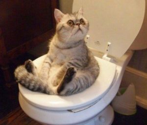 К чему снится обкакаться во сне по сонникам Миллера, Фрейда, Эзопа