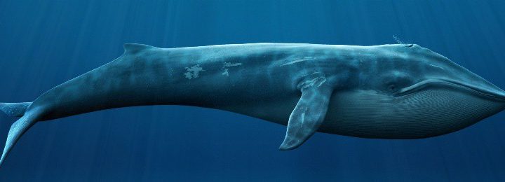 К чему снится кит по сонникам Фрейда, Ванги и Миллера