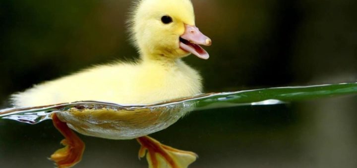 К чему снятся утята по сонникам Миллера, Фрейда, Хассе