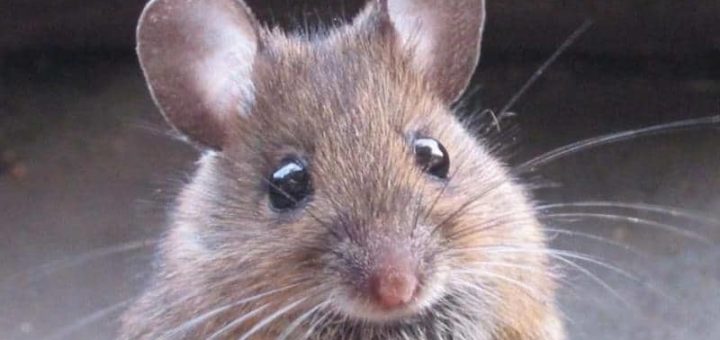 К чему снятся мыши по сонникам Фрейда, Ванги, Миллера