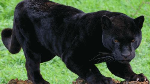 К чему снится черная пантера?