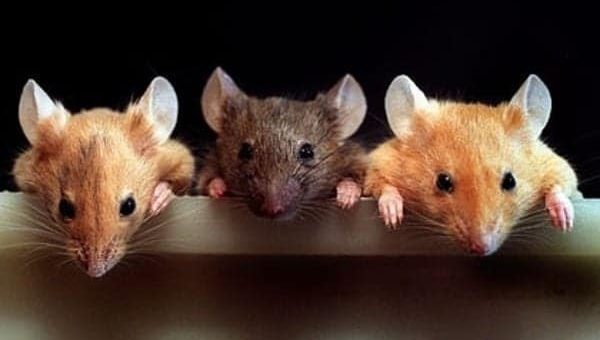 К чему снится много мышей по сонникам и основным значениям