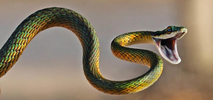 К чему снится змея мужчине по толкованиям сонников и основным значениям