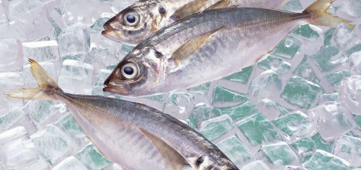 К чему снится рыба по сонникам Фрейда, Цветкова, Хассе