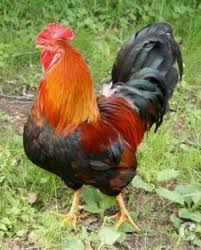 К чему снится петух по соннику Миллера, Фрейда, Цветкова, Лонга