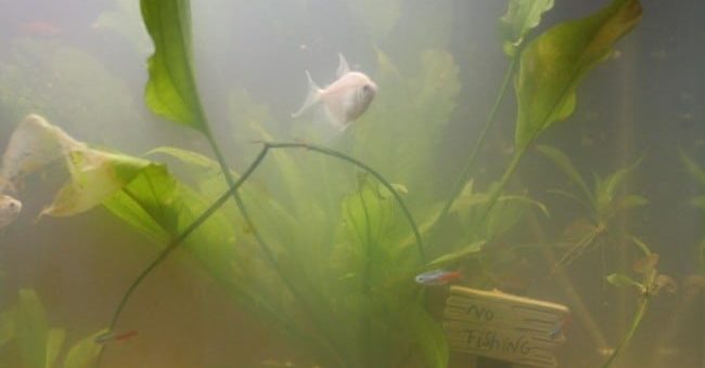 К чему снится мутная вода во сне по различным сонникам