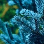 Какую ель выбрать для посадки на даче