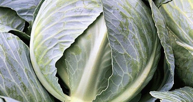 К чему снится капуста в кочанах?