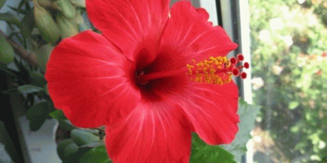 Китайская роза в доме - приметы