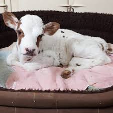 К чему снится теленок по сонникам Миллера, Ванги, Фрейда