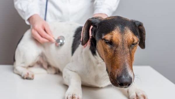 К чему снится больная собака по сонникам Менегетти, Странника