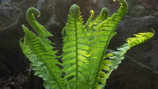 Можно ли сажать папоротник возле дома - приметы и суеверия