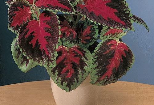 Колеус - приметы и суеверия