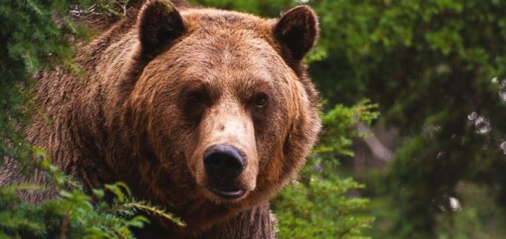 К чему снятся медведи во сне - сонник для всей семьи, сонник XXI века