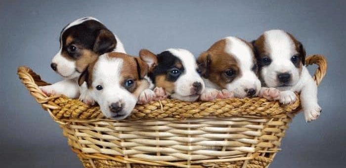 К чему снится много щенков маленьких?