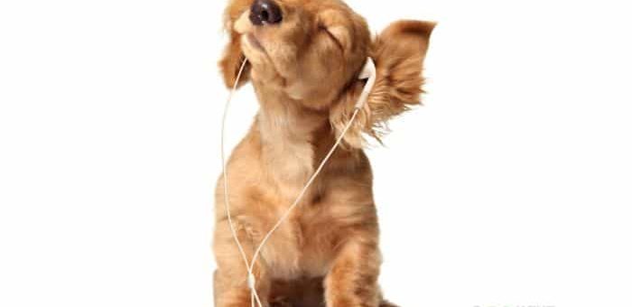 К чему снится щенок девушке - толкование по различным сонникам.