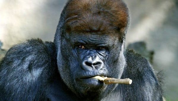 К чему снится горилла по сонникам Миллера, Менегетти