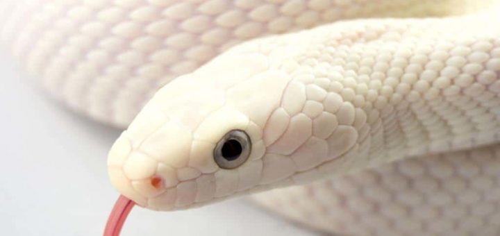 К чему снится белая змея по сонникам Миллера, Лоффа, Фрейда