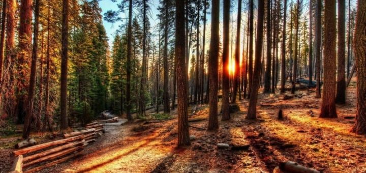 К чему снится лес по сонникам Миллера, Хассе, Эзотерический сонник