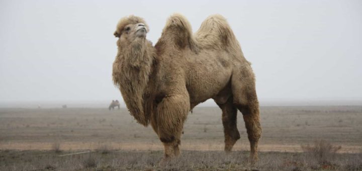 К чему снится верблюд по соннику Миллера, Фрейда