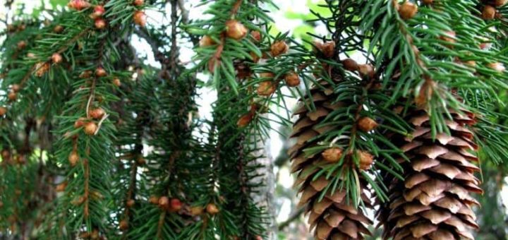 К чему снится елка по сонникам Миллера, супругов Зимы