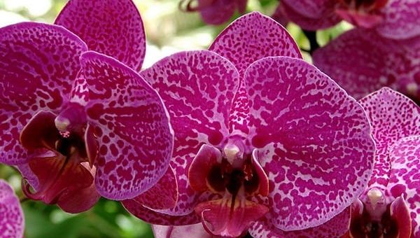 К чему снится орхидея по сонникам Миллера, Фрейда, Ванги, сборникам других авторов