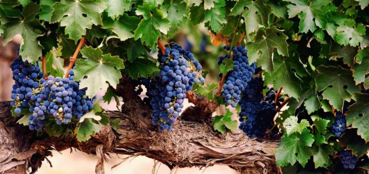 К чему снится виноград - трактовка по сонникам Миллера, Ванги, Лонго