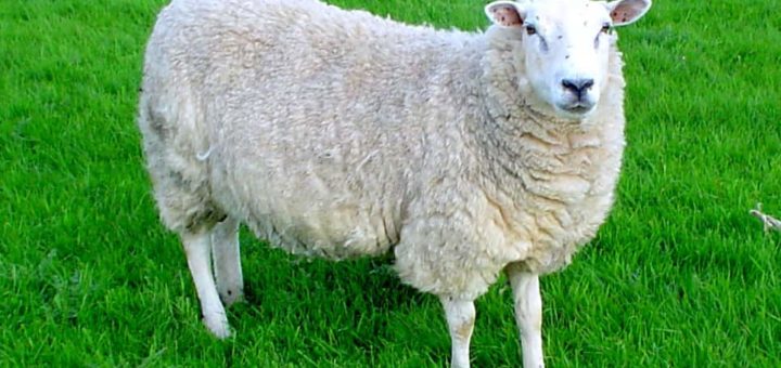 К чему снятся овцы по сонникам Хассе, Эзопа, Менегетти