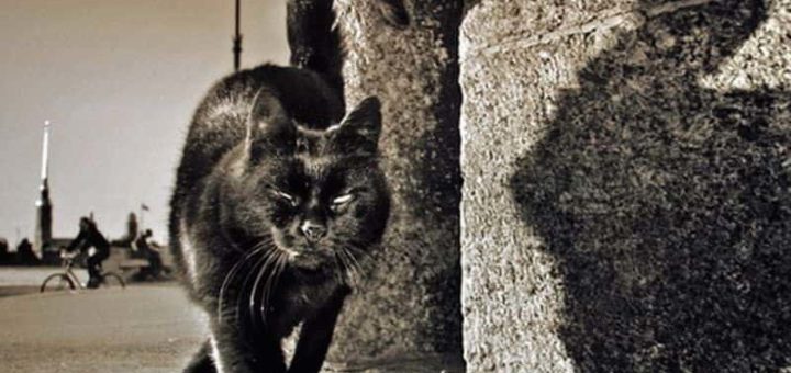 К чему снится кошка во сне женщине?