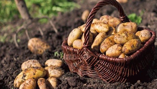 К чему снится копать картошку?