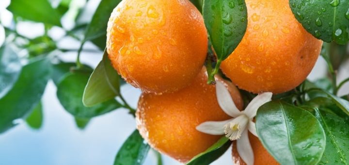 К чему снится апельсин по сонникам Миллера, Фрейда и др.