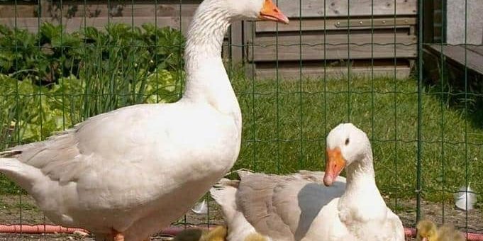 К чему снятся белые гуси по толкованию основных значений, народным толкованиям и по сонникам