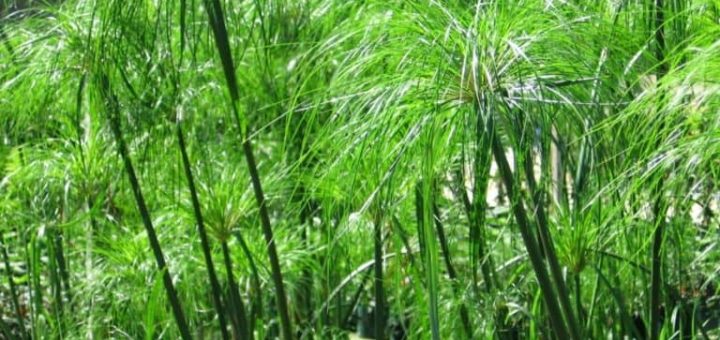 Основные приметы и суеверия связанные с циперусом