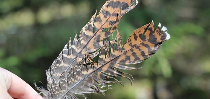 Что значит примета - найти перо птицы и почему она считается счастливой