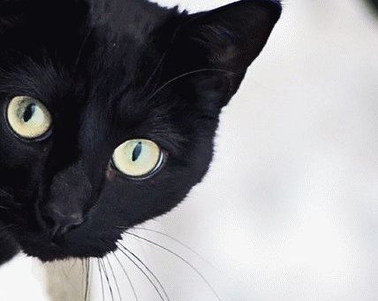 Приметы и суеверия про жизнь