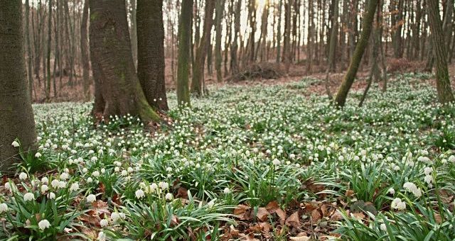 Приметы весны