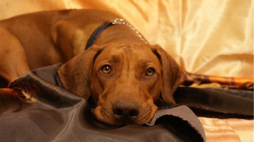 К чему снится рыжая собака?