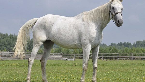 К чему снится лошадь женщине по сонникам Миллера, цыганскому